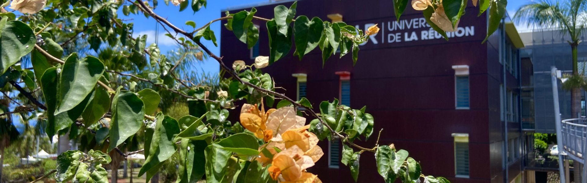 Photo avec en premier plan un bougainvilliers et en arrière plan le batiment administratif marron de l'Université de La Réunion